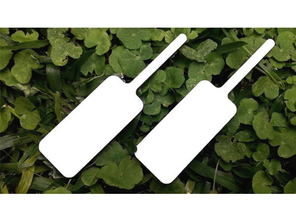 MAGIC BOARD PADDLE by Dar Magia