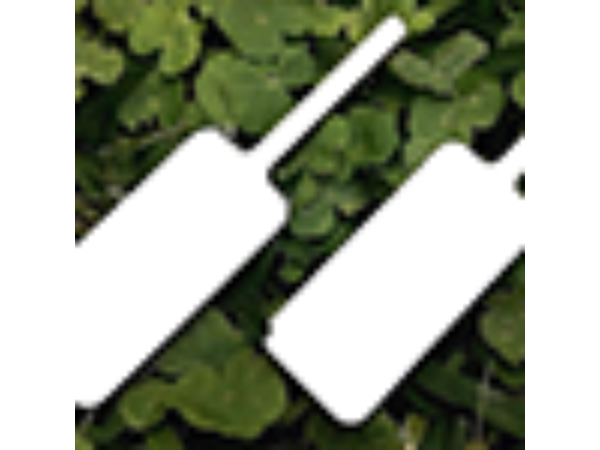 MAGIC BOARD PADDLE by Dar Magia