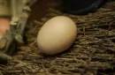 SILK TO EGG by TCC – Image 4