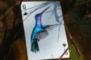 Marvelous Hummingbird Feathers (Blue) Playing Cards by Kellar – Image 4