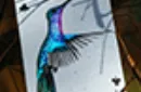 Marvelous Hummingbird Feathers (Blue) Playing Cards by Kellar – Image 5