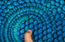 Marvelous Hummingbird Feathers (Blue) Playing Cards by Kellar – Image 7