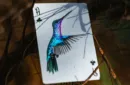 Marvelous Hummingbird Feathers (Red) Playing Cards by Kellar – Image 4