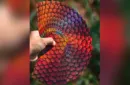 Marvelous Hummingbird Feathers (Red) Playing Cards by Kellar – Image 6