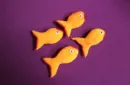 SPONGE GOLDFISH by Andy Amyx – Image 2
