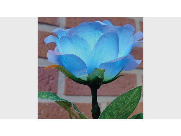 Remote Light Rose Multi-color (Charger Included) by JL Magic