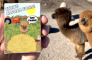 Httpswww magicshop chmediacatalogproductsisimple cardsalpaca farm 10 png