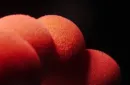New Sponge Ball (Red) by TCC (Sponge balls only) – Image 4