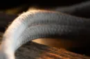 WGM PROFESSIONAL ROPE ROUTINES by Murphy's Magic – Image 4