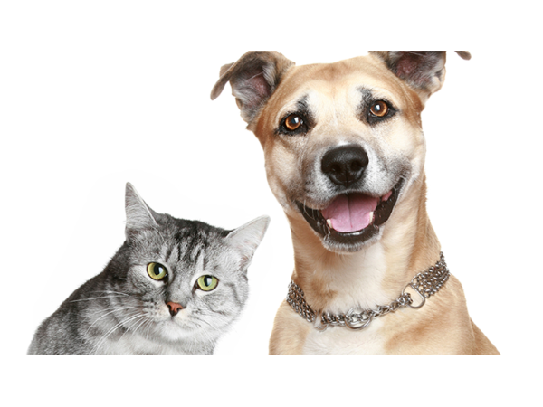 Pawology Palm Reading for Animals Paws & Animal Hypnosis eBook DOWNLOAD