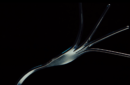 Httpswww magicshop chmediacatalogproductsisimple blossom sensitive 6 png