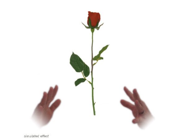 Simplex Floating Rose - David R. Evangelista