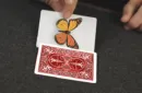 Caterfly (Red) by My Magical Project – Image 5